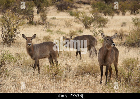 Weibliche gemeinsame Wasserböcke, Samburu, Kenia Stockfoto