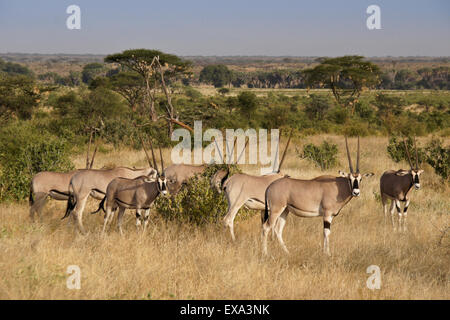 Ostafrikanischer Oryx (gemeiner Beisa Oryx), Samburu, Kenia Stockfoto