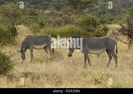GREVY Zebras, Samburu, Kenia Stockfoto
