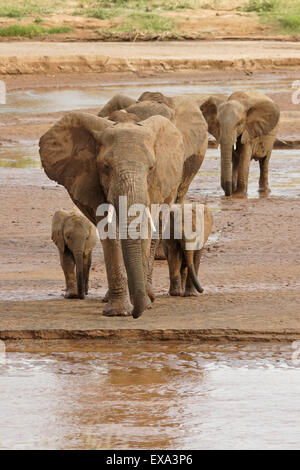 Elefanten überqueren (Uaso) Uaso Nyiro River, Samburu, Kenia Stockfoto