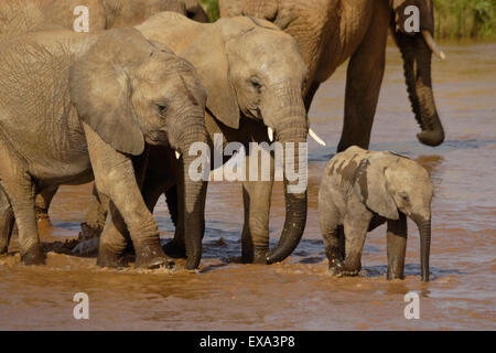 Elefanten überqueren (Uaso) Uaso Nyiro River, Samburu, Kenia Stockfoto