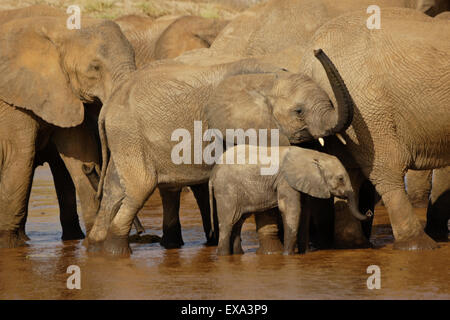 Elefanten trinken aus (Uaso) Uaso Nyiro River, Samburu, Kenia Stockfoto