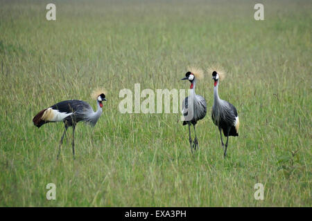 Grey (grau) gekrönt Kraniche in Grünland, Masai Mara, Kenia Stockfoto