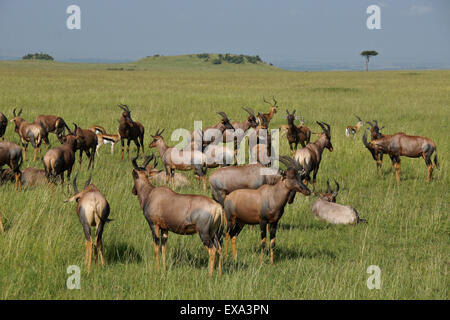 Konferenz, Thomson Gazellen, männlichen Impala auf Grasland der Masai Mara, Kenia Stockfoto