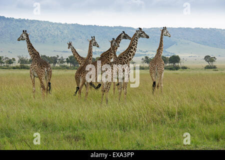 Herde von Masai Giraffen, Masai Mara, Kenia Stockfoto