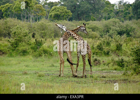 Masai Giraffen Einschnürung, Masai Mara, Kenia Stockfoto