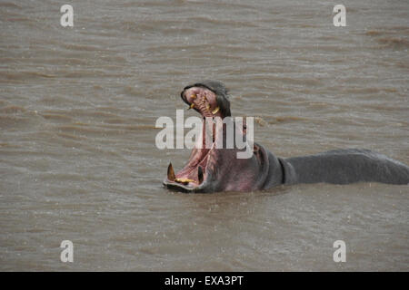 Nilpferd Gähnen im Regen, im Fluss Mara Masai Mara, Kenia Stockfoto