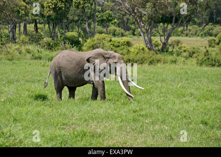 Elefantenbulle mit langen Stoßzähnen Fütterung im Grünland, Masai Mara, Kenia Stockfoto