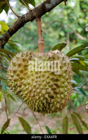 König der Früchte, frische Durian hängen am Baum in Thailand Stockfoto