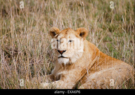 Löwin - Ngorongoro Krater - Tansania Stockfoto