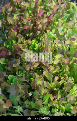 Gemischter Salat Blätter wachsen in einem Gemüsegarten Stockfoto