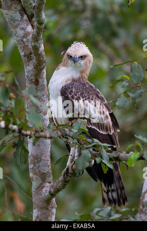 Ein Crested Falke-Adler (Nisaetus Cirrhatus) auf der Suche nach Beute in Nagarhole Nationalpark, Indien. Stockfoto