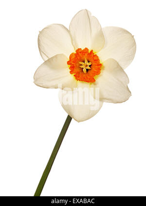 Narzisse Blüte isoliert auf weiss Stockfoto