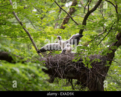 Schwarzstörche (Ciconia Nigra) auf dem Nest, Rheinland-Pfalz, Deutschland Stockfoto