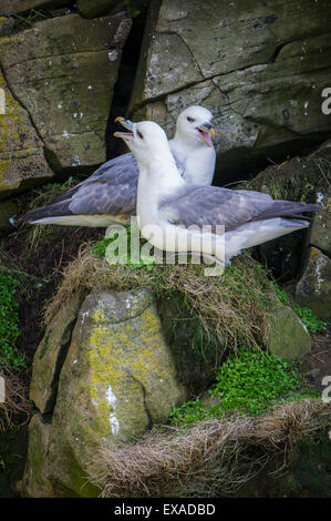 Eissturmvogel (Fulmarus Cyclopoida), Sumburgh Head Nature Reserve, The Mainland Orkney, Shetland Islands, Schottland, Vereinigtes Königreich Stockfoto