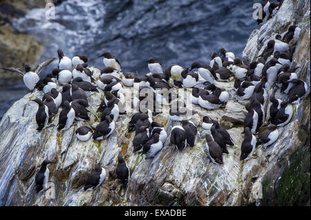 Gemeinsamen Trottellumme (Uria Aalge), Sumburgh Head Nature Reserve, The Mainland Orkney, Shetland Islands, Schottland, Vereinigtes Königreich Stockfoto