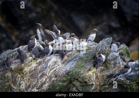 Gemeinsamen Trottellumme (Uria Aalge), Sumburgh Head Nature Reserve, The Mainland Orkney, Shetland Islands, Schottland, Vereinigtes Königreich Stockfoto