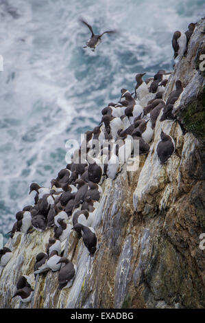 Gemeinsamen Trottellumme (Uria Aalge), Sumburgh Head Nature Reserve, The Mainland Orkney, Shetland Islands, Schottland, Vereinigtes Königreich Stockfoto