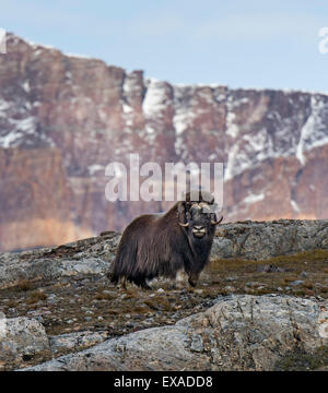 Moschusochsen (Ovibos Moschatus) stehen in Berg-Landschaft, Blomsterbugten, Ymers, Kejser Franz Joseph Fjord, Nordostgrönland Stockfoto