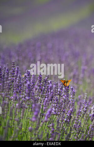 Ein kleiner Fuchs (Aglais Urticae) Schmetterling in einem Lavendelfeld. Stockfoto