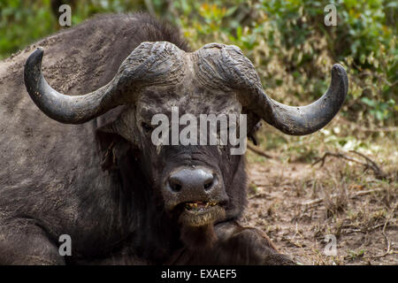 Kaffernbüffel, Wilde Büffel (Syncerus Caffer) in der Nähe sitzen, Kenia Afrika Stockfoto