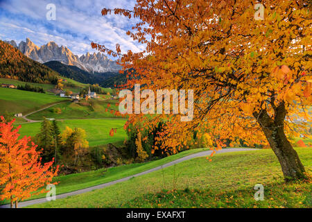 Rote Kirsche Bäume im Herbst Farbe die Landstraße rund um St. Magdalena Dorf, Südtirol, Italien Stockfoto