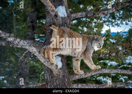 Kanadischer Luchs (Lynx Canadensis), Montana, Vereinigte Staaten von Amerika, Nordamerika Stockfoto