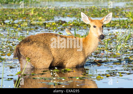 Seltene Pampa Rehe grasen im Sumpf, Nationalpark Ibera, Argentinien, Südamerika Stockfoto