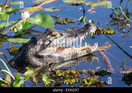 Schwarz Caiman im Sumpf, Nationalpark Ibera, Argentinien, Südamerika Stockfoto