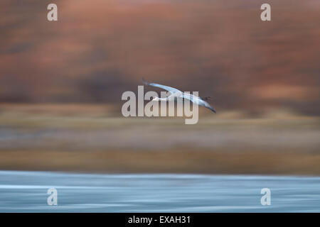 Sandhill Kran im Flug Fallschirmspringen am Ansatz bis zur Landung, Bosque del Apache National Wildlife Refuge, New Mexico, USA Stockfoto