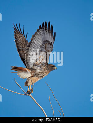 Rot - angebundener Falke (Buteo Jamaicensis) nehmen ab, Bosque del Apache National Wildlife Refuge, New Mexico, Deutschland Stockfoto