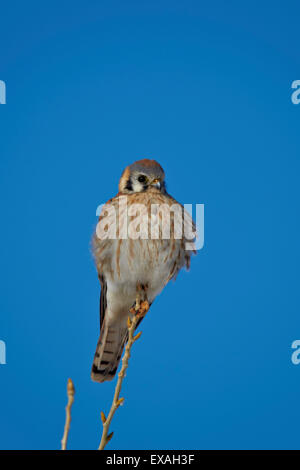 American Kestrel (Sperber) (Falco Sparverius) weiblich, Bosque del Apache National Wildlife Refuge, New Mexico, USA Stockfoto