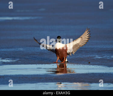 Nördlichen Löffelente (Anas Clypeata) männlich Landung auf einem zugefrorenen Teich, Bosque del Apache National Wildlife Refuge, New Mexico, USA Stockfoto