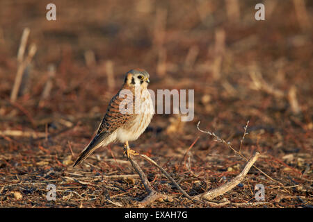 American Kestrel (Sperber) (Falco Sparverius) weiblich, Bosque del Apache National Wildlife Refuge, New Mexico, USA Stockfoto