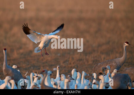 Schneegans (Chen Caerulescens) landing, Bosque del Apache National Wildlife Refuge, New Mexico, Vereinigte Staaten von Amerika Stockfoto