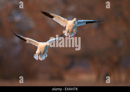 Zwei Schneegans (Chen Caerulescens) landing, Bosque del Apache National Wildlife Refuge, New Mexico, Vereinigte Staaten von Amerika Stockfoto