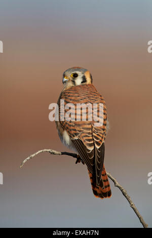 American Kestrel (Sperber) (Falco Sparverius) weiblich, Bosque del Apache National Wildlife Refuge, New Mexico, USA Stockfoto