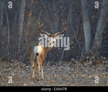 Maultierhirsch (Odocoileus Hemionus) Bock, Bosque del Apache National Wildlife Refuge, New Mexico, Deutschland Stockfoto