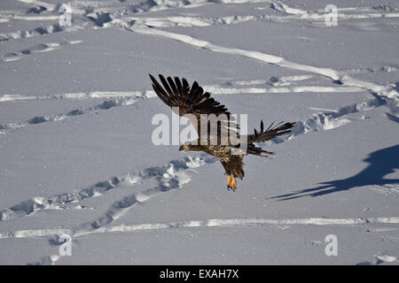 Juvenile Steinadler (Aquila Chrysaetos) im Flug über Schnee im Winter, Yellowstone-Nationalpark, Wyoming, USA