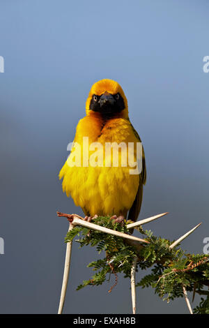 Geringerem maskierte Weber (Ploceus Intermedius), Ngorongoro Crater, Afrika, Tansania, Ostafrika Stockfoto