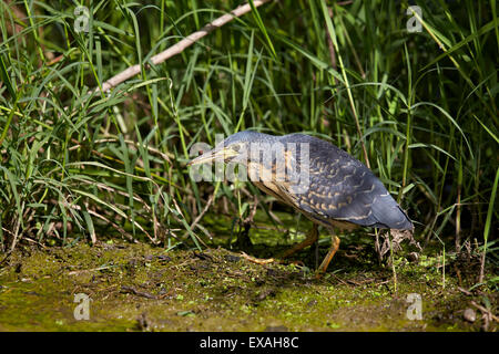 Grün-backed Reiher (gekerbten Reiher) (Butorides Striatus), unreif, Ngorongoro Crater, Afrika, Tansania, Ostafrika Stockfoto
