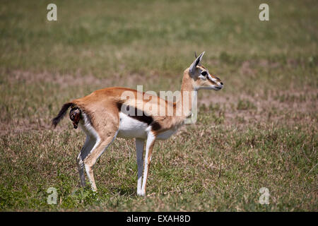 Thomson es Gazelle (Gazella Thomsonii) Weibchen gebären, Ngorongoro Crater, Afrika, Tansania, Ostafrika Stockfoto