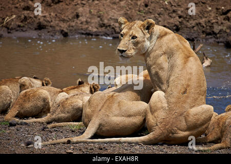 Löwen (Panthera Leo) trinken, Löwinnen und Cubs, Ngorongoro Crater, Tansania, Ostafrika, Afrika Stockfoto