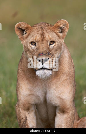 Löwe (Panthera Leo) weiblich (Löwin), Ngorongoro Crater, Afrika, Tansania, Ostafrika Stockfoto