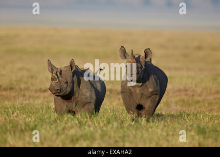 Schwarze Nashorn (Haken-lippige Rhinoceros) (Diceros Bicornis) paar, Ngorongoro Crater, Afrika, Tansania, Ostafrika Stockfoto