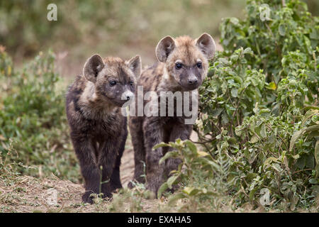 Zwei gefleckte Hyäne (gesichtet zerbeissen) (Crocuta Crocuta) Welpen, Ngorongoro Conservation Area, Serengeti, Tansania, Ostafrika Stockfoto