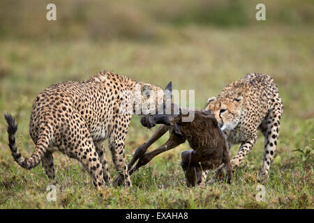 Zwei männliche Geparden töten ein neues geboren Streifengnu Kalb, Ngorongoro Conservation Area, Serengeti, Tansania, Ostafrika Stockfoto