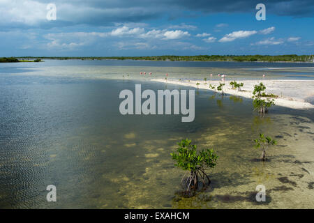 Rosige Löffler (Platalea Ajaja), Lagune, Punta Sur Eco Park, die Insel Cozumel, Quintana Roo, Mexiko, Nordamerika Stockfoto