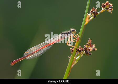 Männliche kleine rote Damselfly (Ceriagrion Tenellum) Befall mit Milben thront auf einem Stiel Segge Creech Heath, Dorset, England, UK Stockfoto