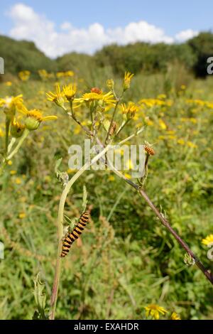 Zinnober Motte Raupen (Tyria Jacobaeae) ernähren sich von Pflanzen Kreuzkraut (Senecio Jacobaea), Corfe Common, Dorset, England, UK Stockfoto